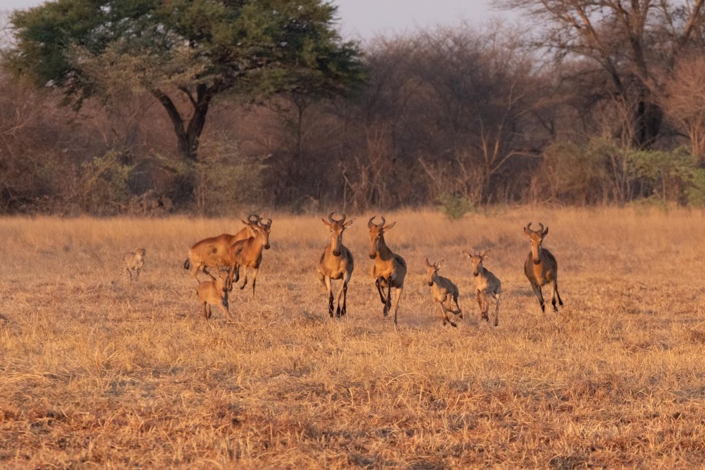 Cheetah seen chasing Hartbeest on the Plains in Kafue National Park