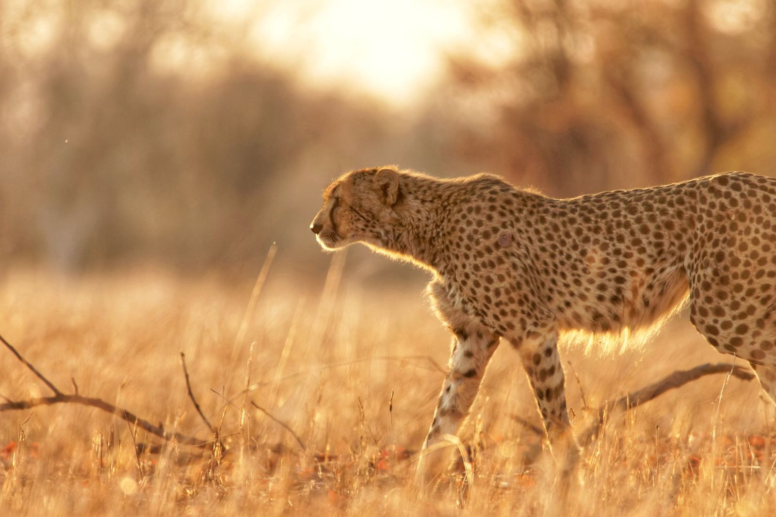 Cheetah in the grass at Plains Camp - Kafue National Park