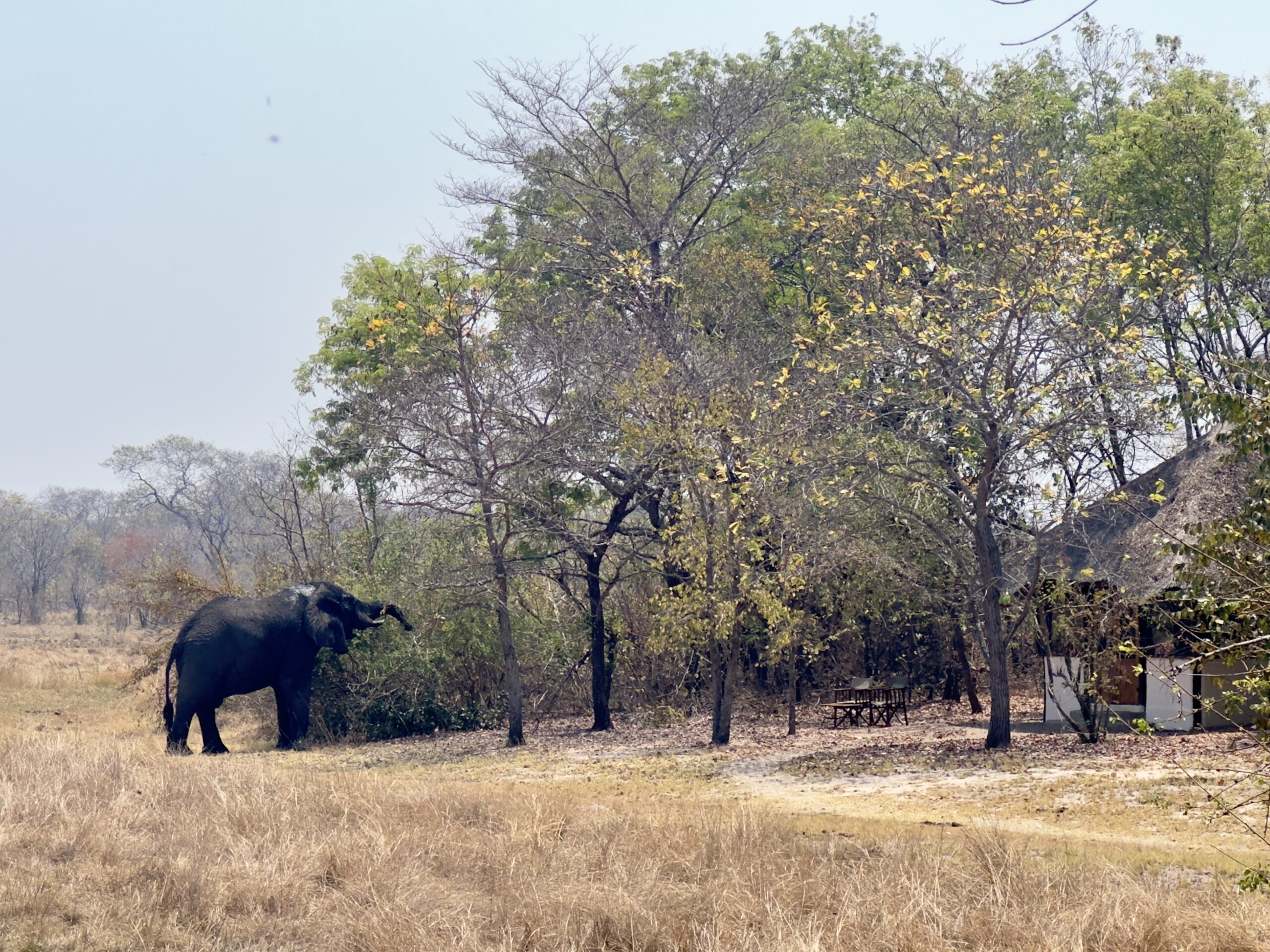 Elephant in front of safari lodge - Plains Camp - Kafue National Park
