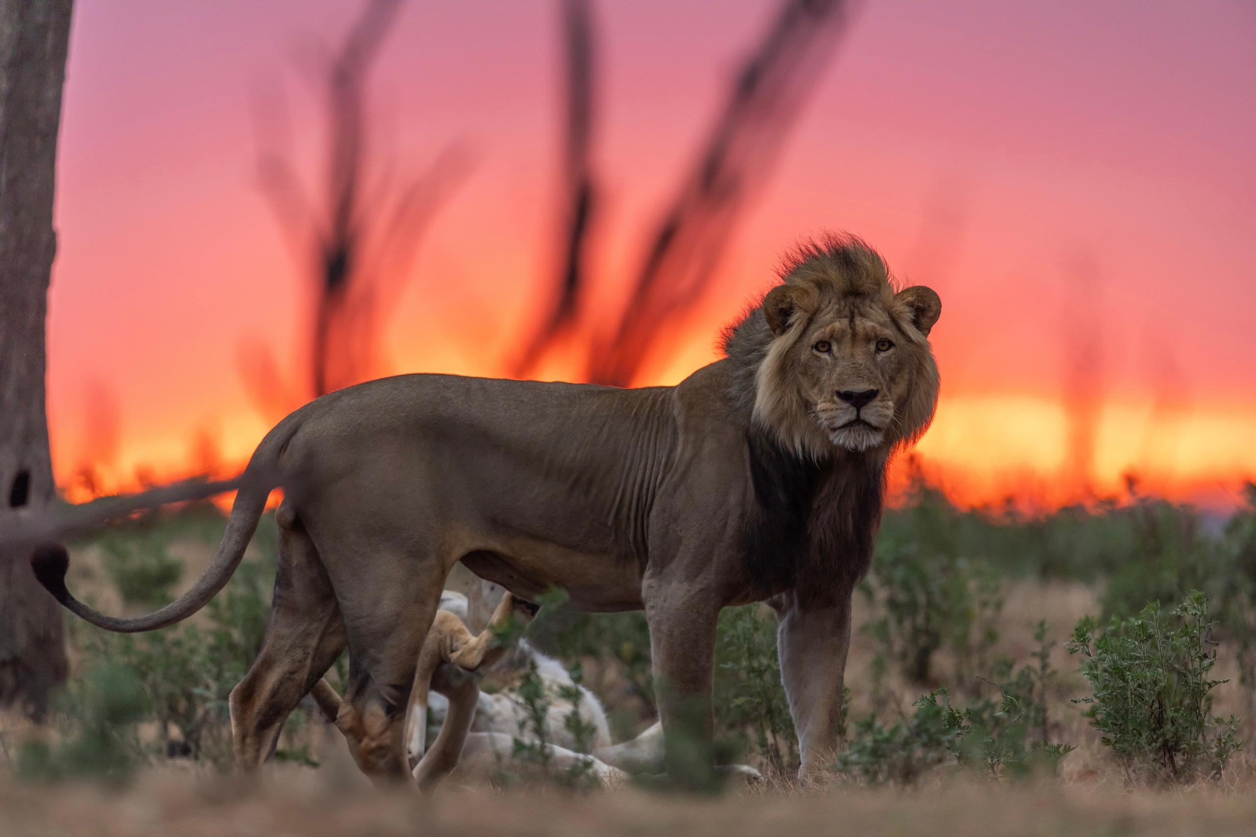 Male Lion at Sunset in the Kafue National Park at Lake Camp