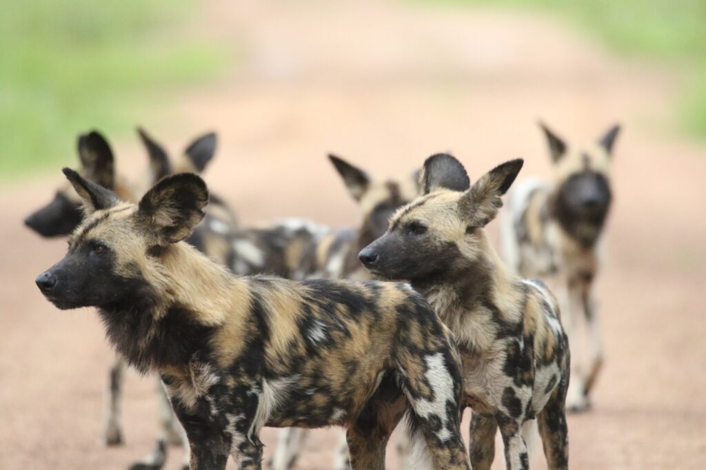 Pack of African Wilddog in the Kafue National Park - Lake Camp - Lake itezhi-tezhi