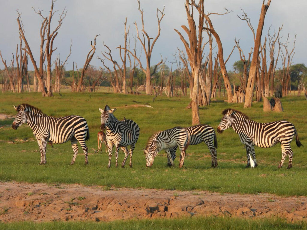 Zebra in the Kafue National Park