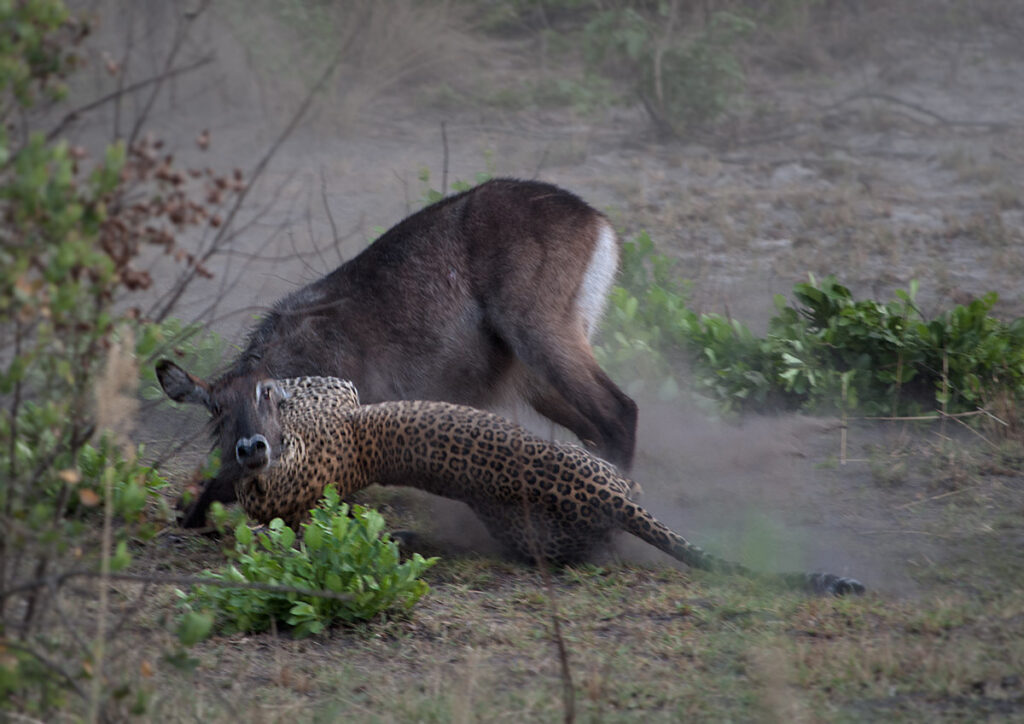 Leopard tackling a waterbuck - Kafue National Park