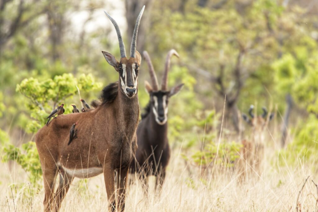 Two Sable in the Plains at Plains Camp