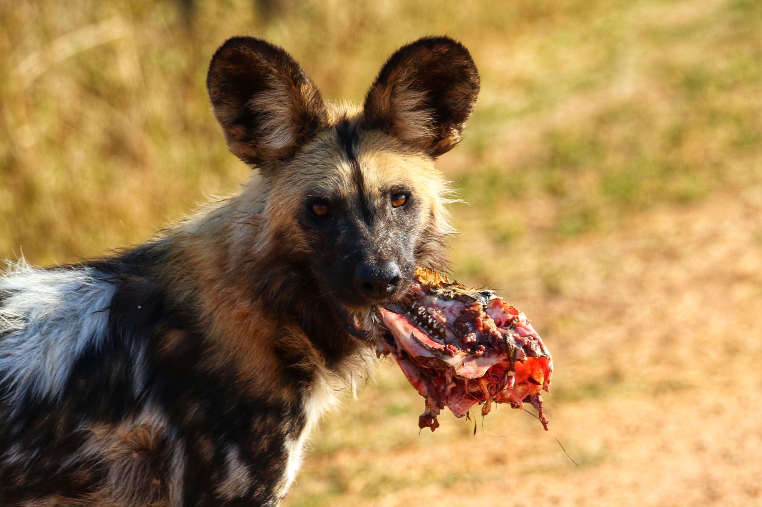 African Wild Dog with its kill at Lake Camp in the Kafue National Park