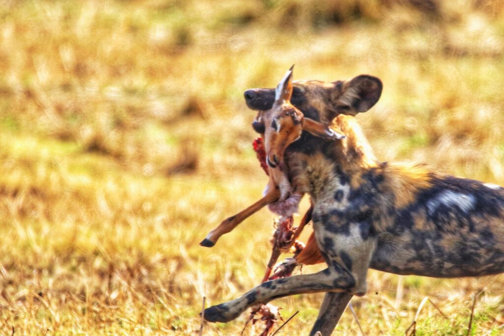 Pack of African Wild Dog with a Kill at Lake Camp in the Kafue National Park
