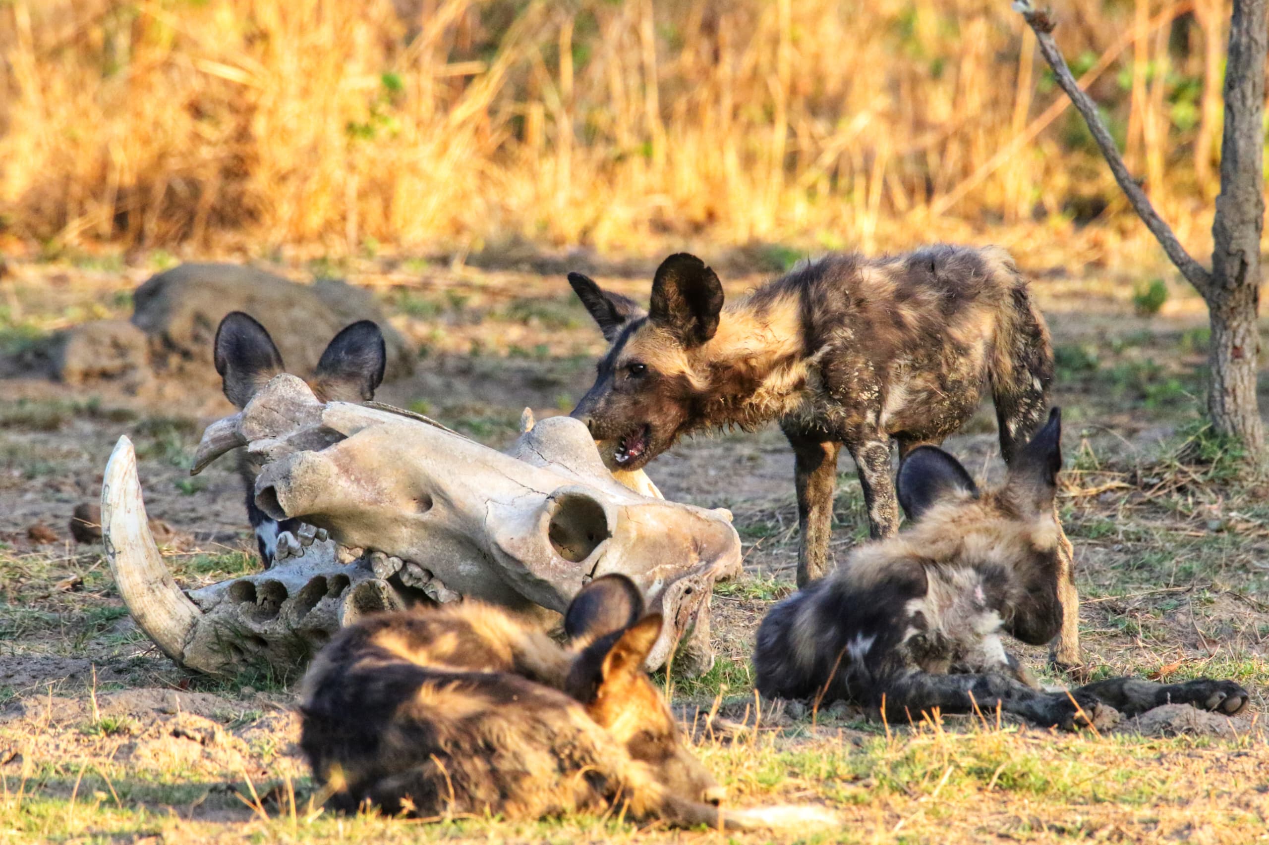 Pack of African Wild Dog with a Kill at Lake Camp in the Kafue National Park