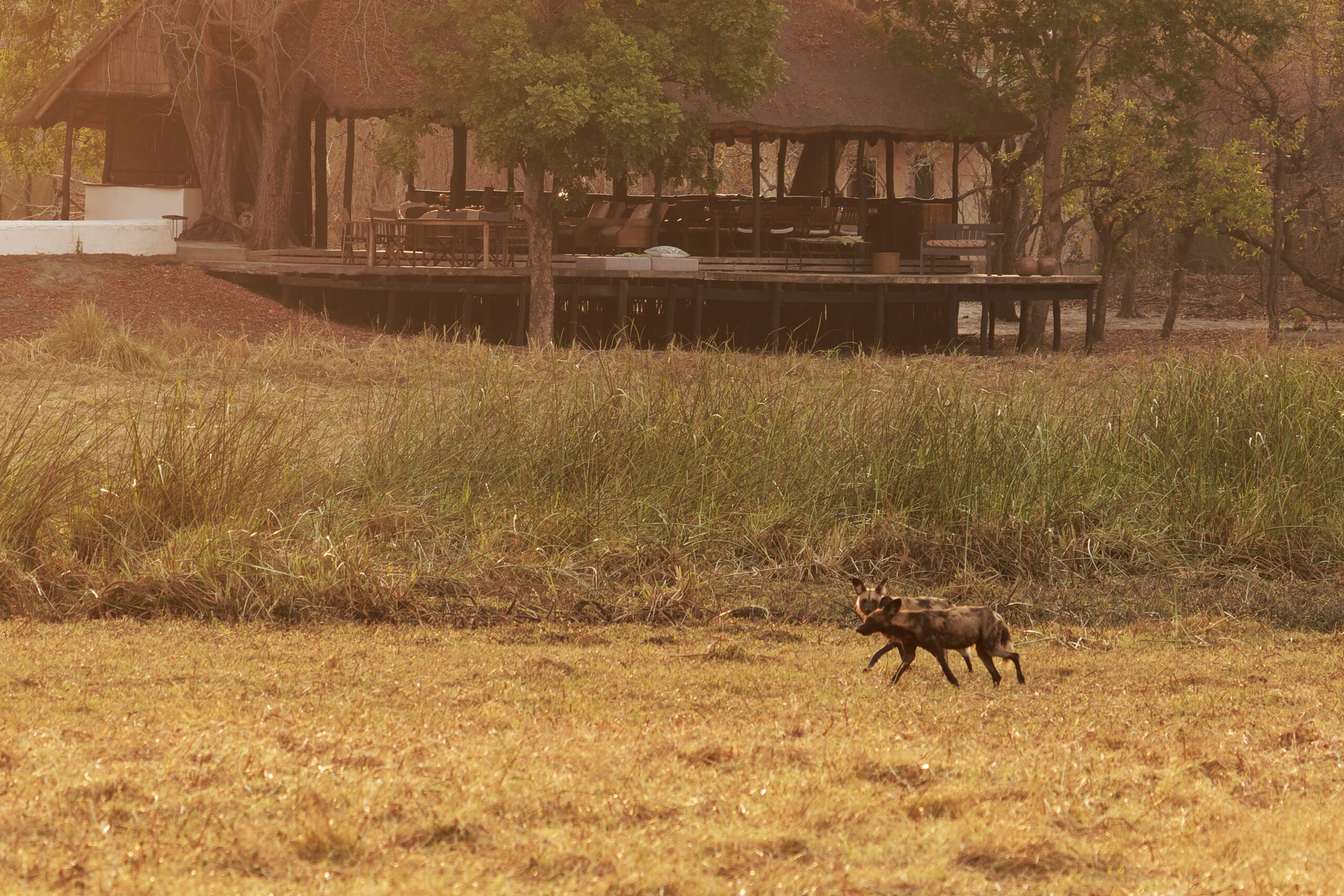 Wild dog running in front of Plains Camp - Kafue National Park