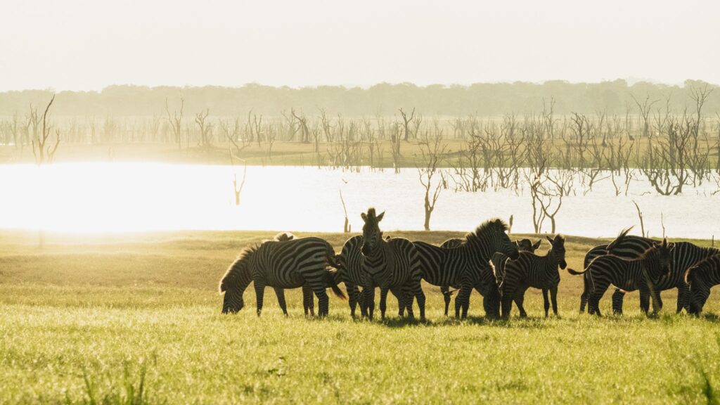 zebra in front of the lake in Kafue national park