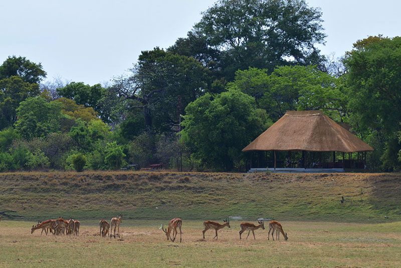Safari Lodge Accommodation in the Kafue National Park - Impala in front of camp