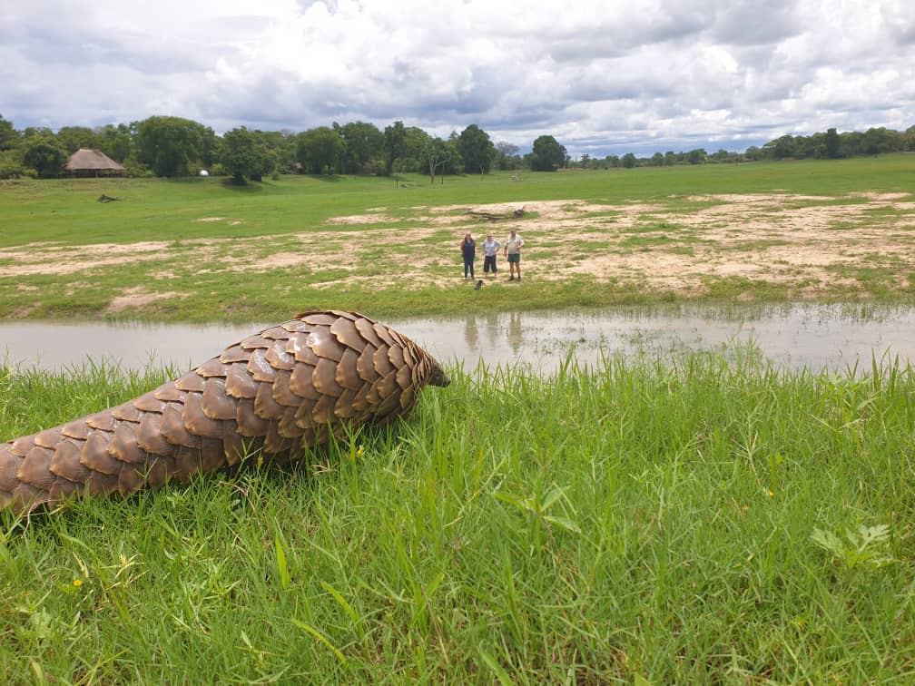 Pangolin in front of Lake Camp in Kafue national park
