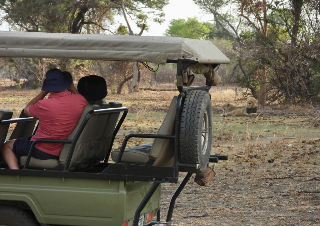 Lion on a game drive in the Kafue National Park