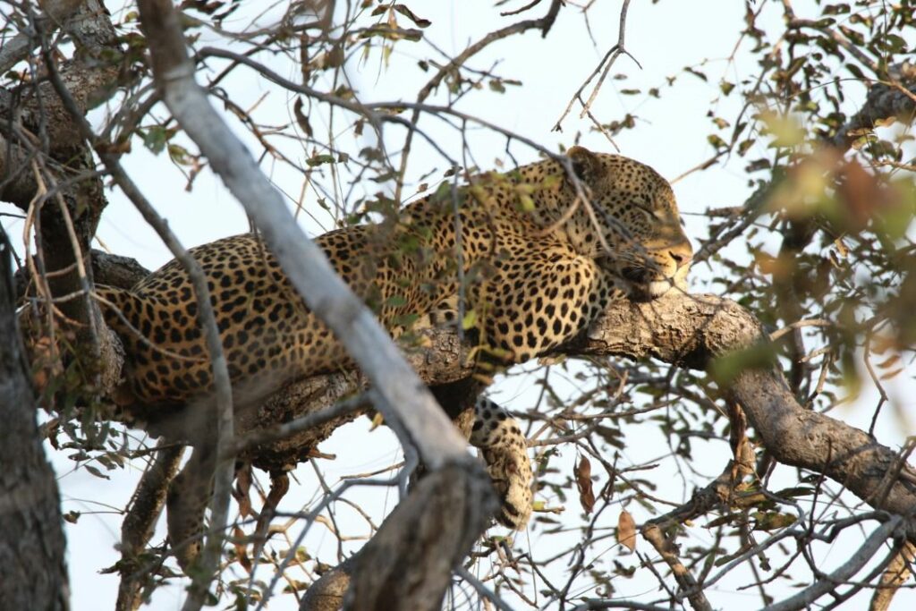 Leopard in the tree at Lake Camp in the Kafue National Park