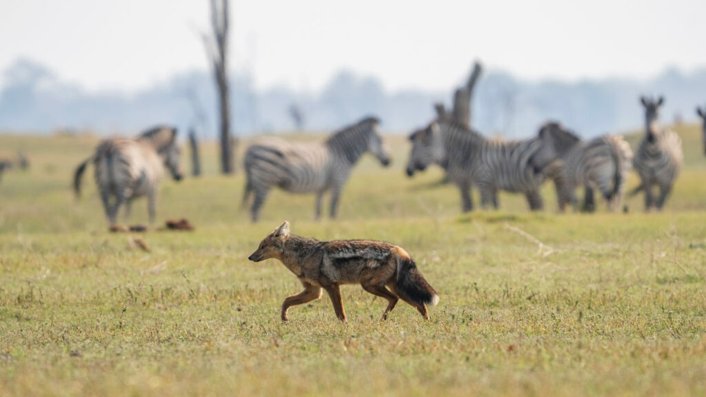 Wildlife Diversity - Kafue National Park