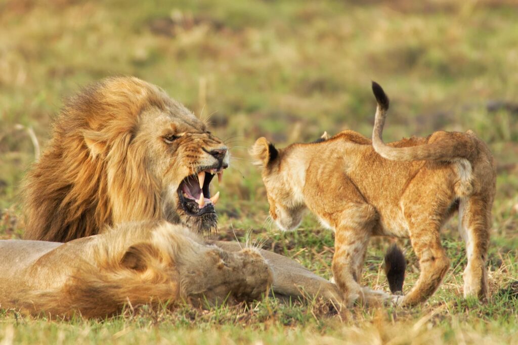 Lion growling at cubs in the Kafue National Park at Lake Camp