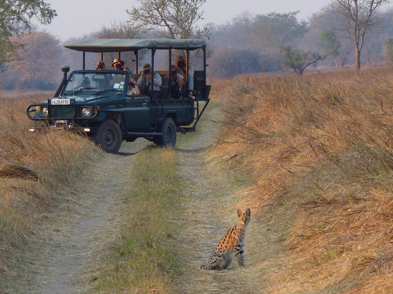 Serval seen on a game drive at Nanzhila Plains camp