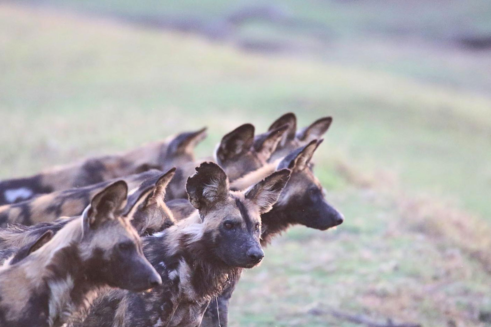 nanzhila-lake-camp-safari-destination-kafue-national-park