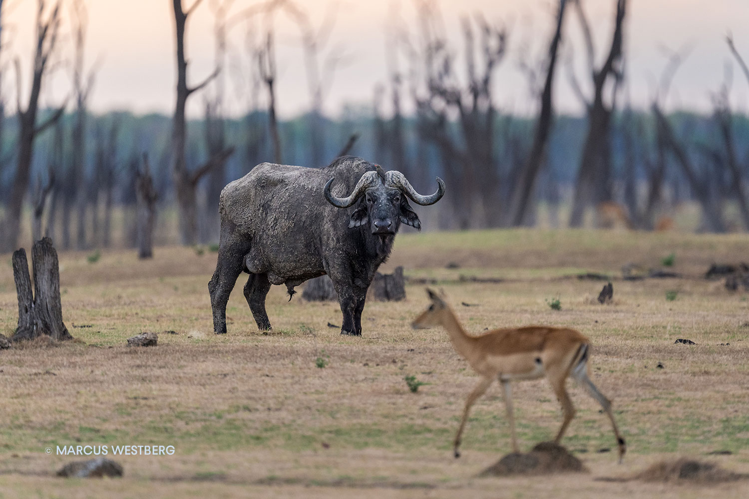 02-Marcus-Westberg-Lake-Itezhi-itezhi-Kafue-National-Park