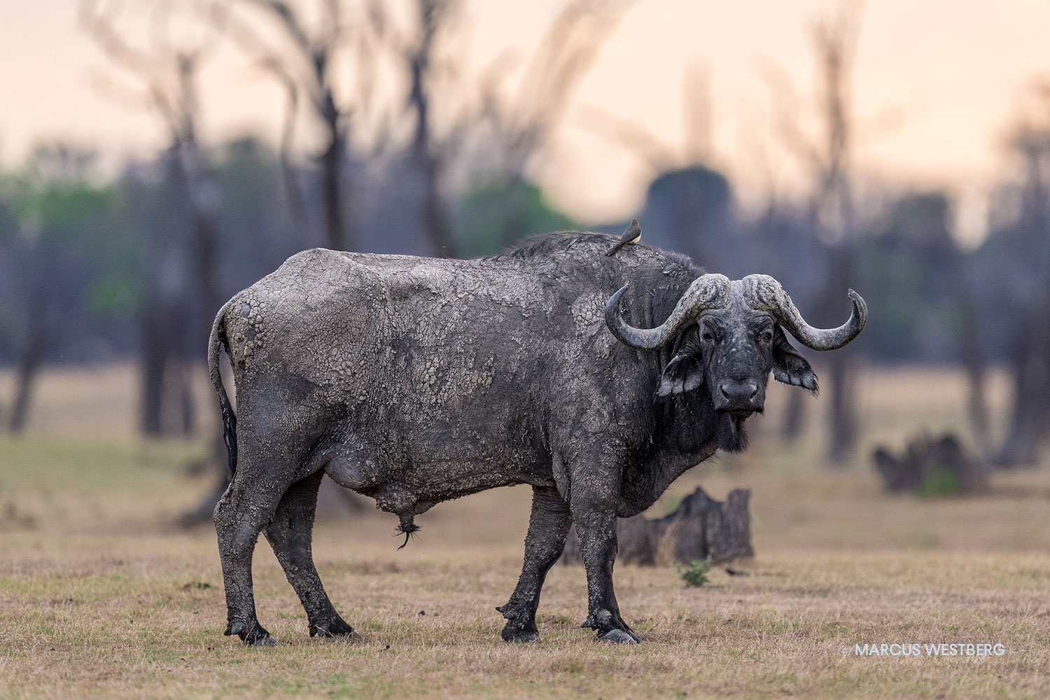 04-Marcus-Westberg-Lake-Itezhi-itezhi-Kafue-National-Park