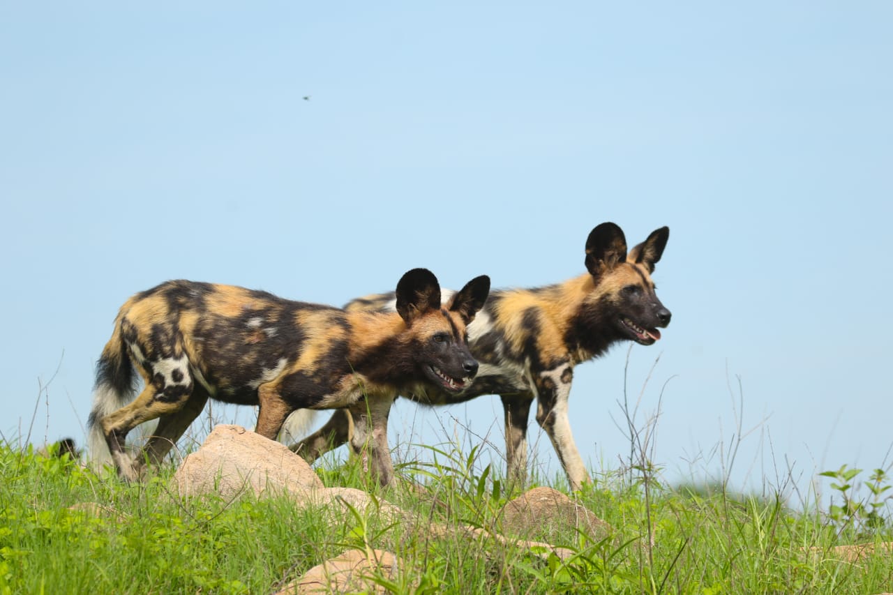7 kafue national park nanzhila lake wilddog
