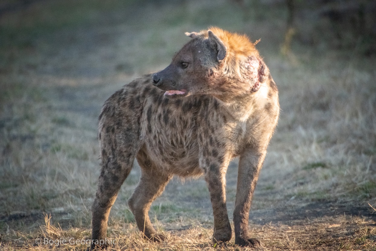 balkanksy busanaga plains kasonso bushcamp hyena 2