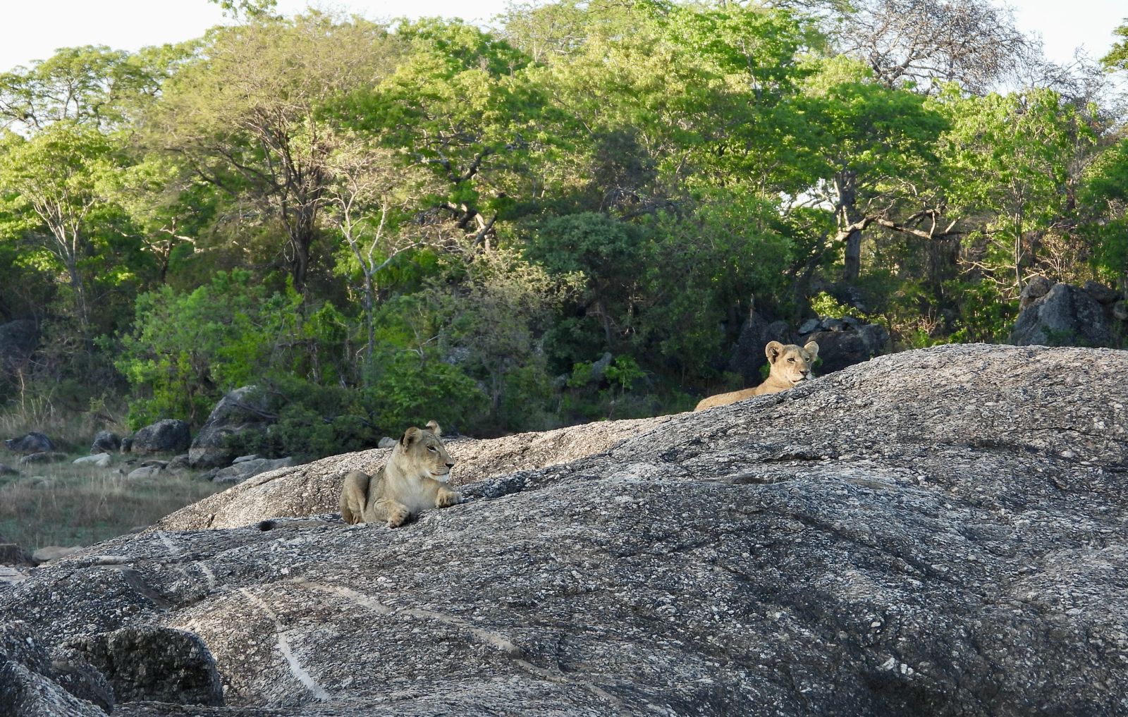 kafue national park safari wildlife sightings 4