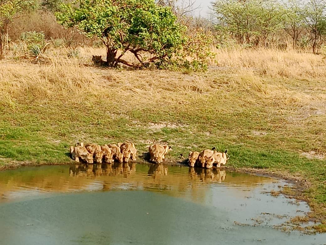 kafue national park safari wildlife sightings 5
