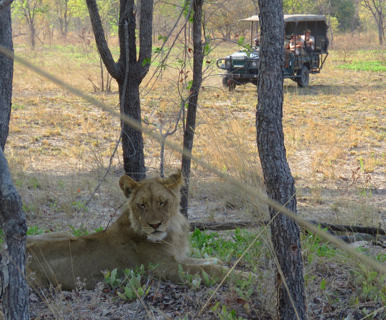 kafue national park wildlife sightings lion 3