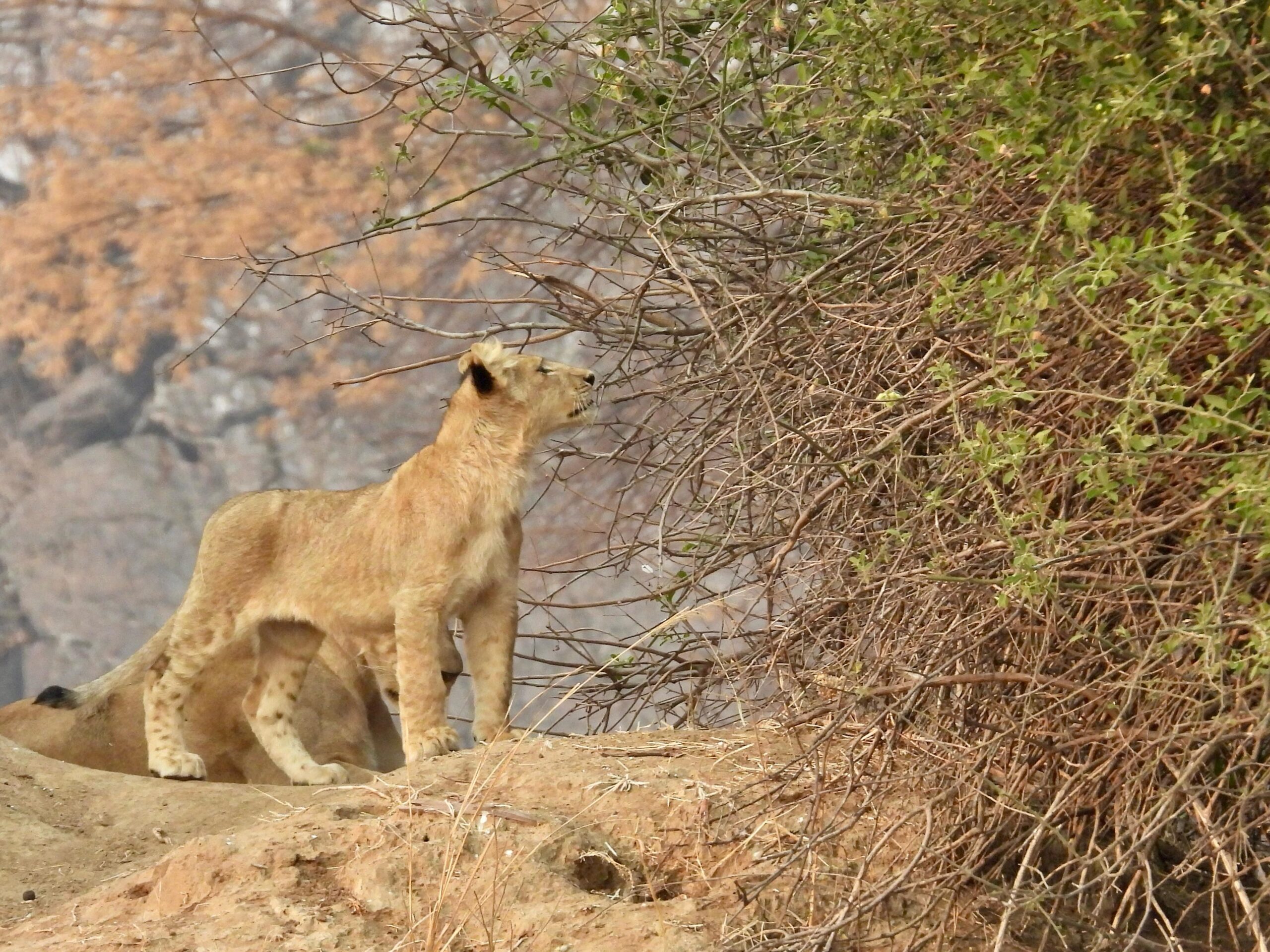 kafue national park wildlife sightings lion 7