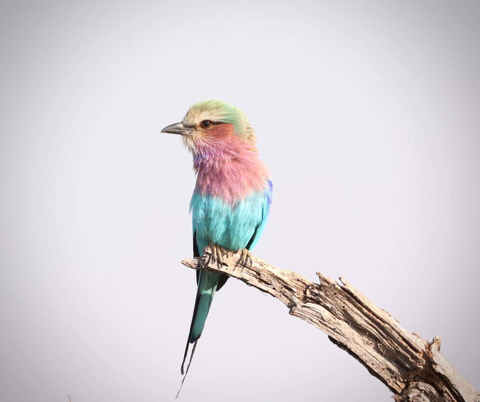 kafue national park wildlife sightings nanzhila safaris 15