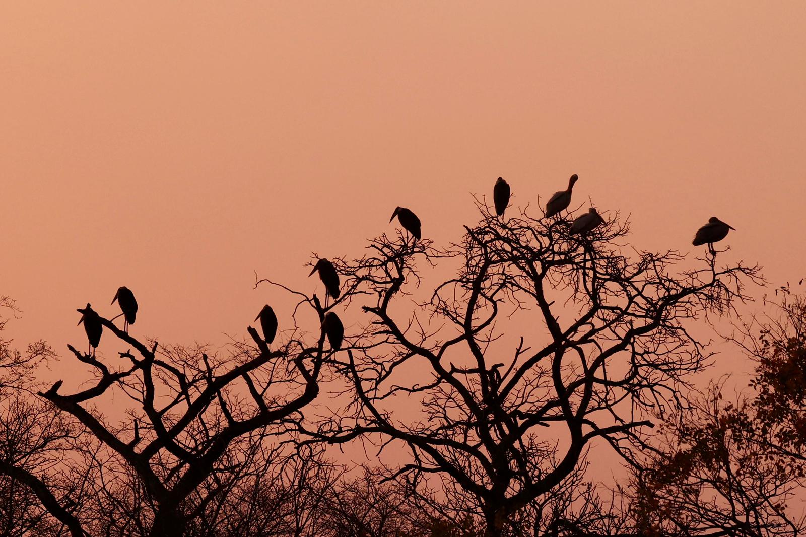 kafue national park wildlife sightings nanzhila safaris 16