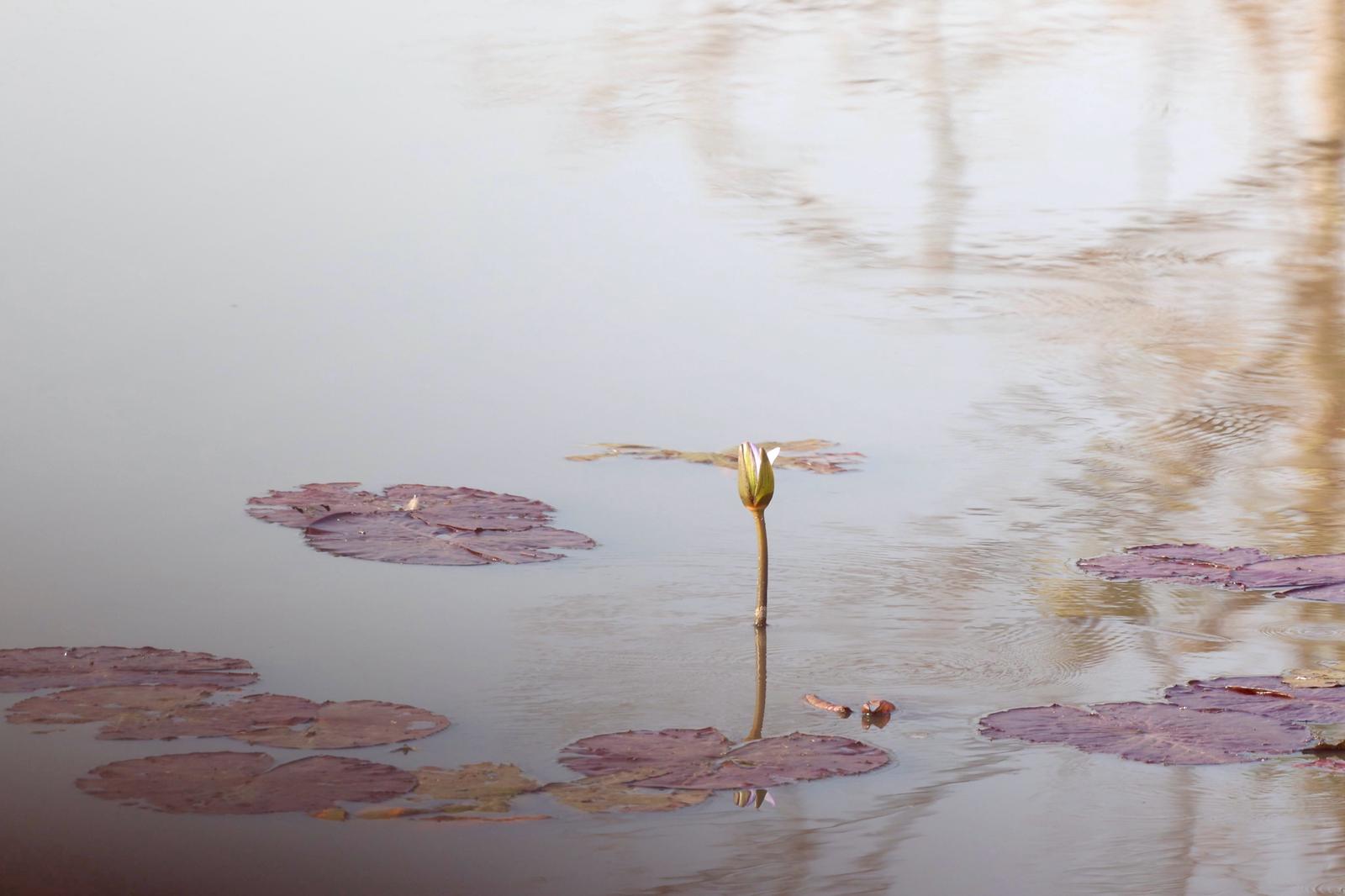 kafue national park wildlife sightings nanzhila safaris 19