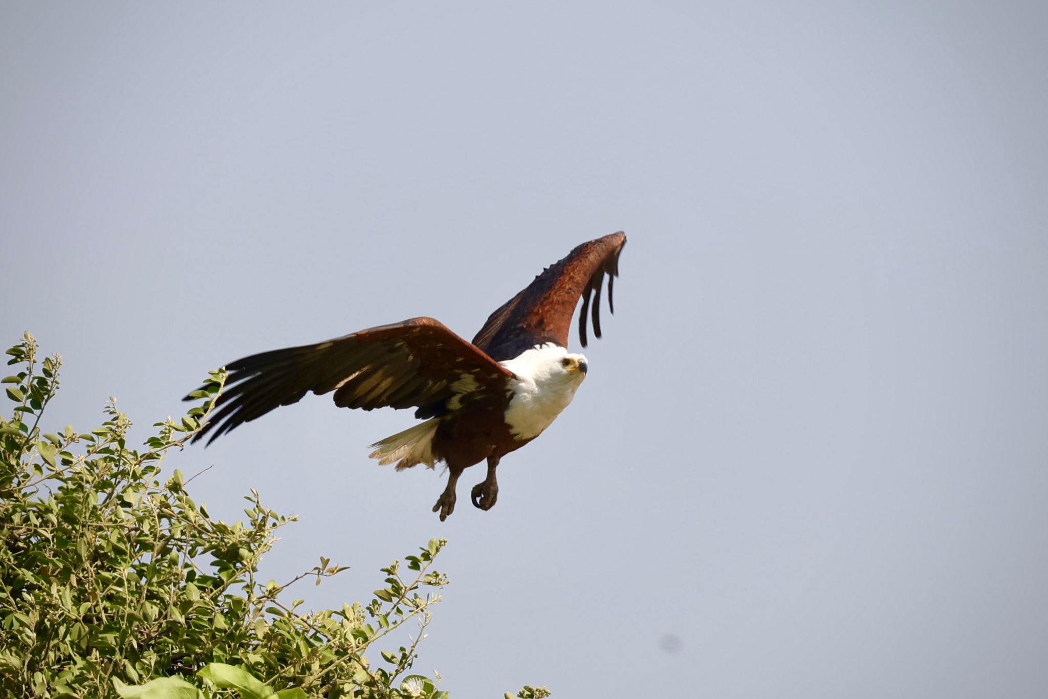 kafue national park wildlife sightings nanzhila safaris 24