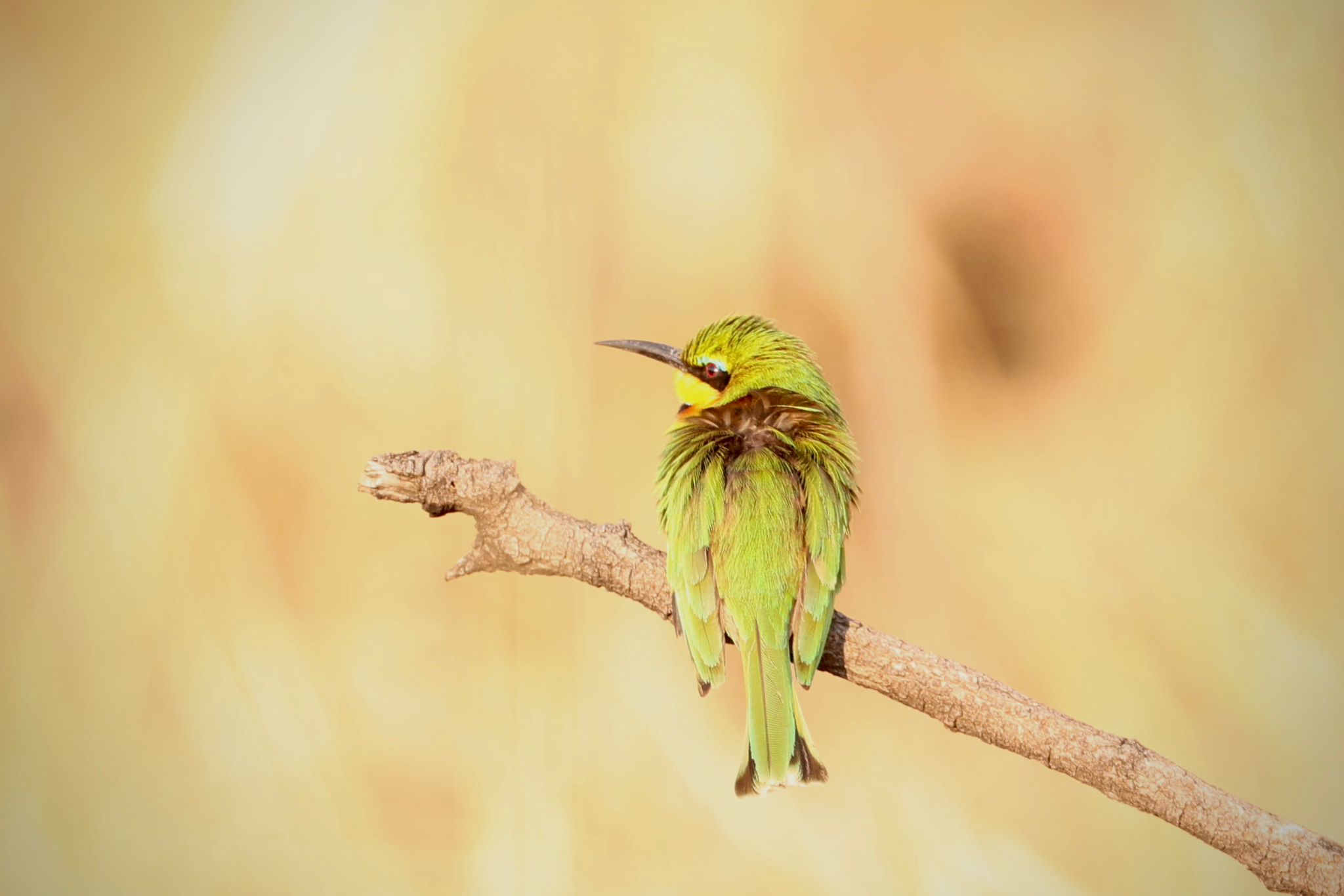 kafue national park wildlife sightings nanzhila safaris 25