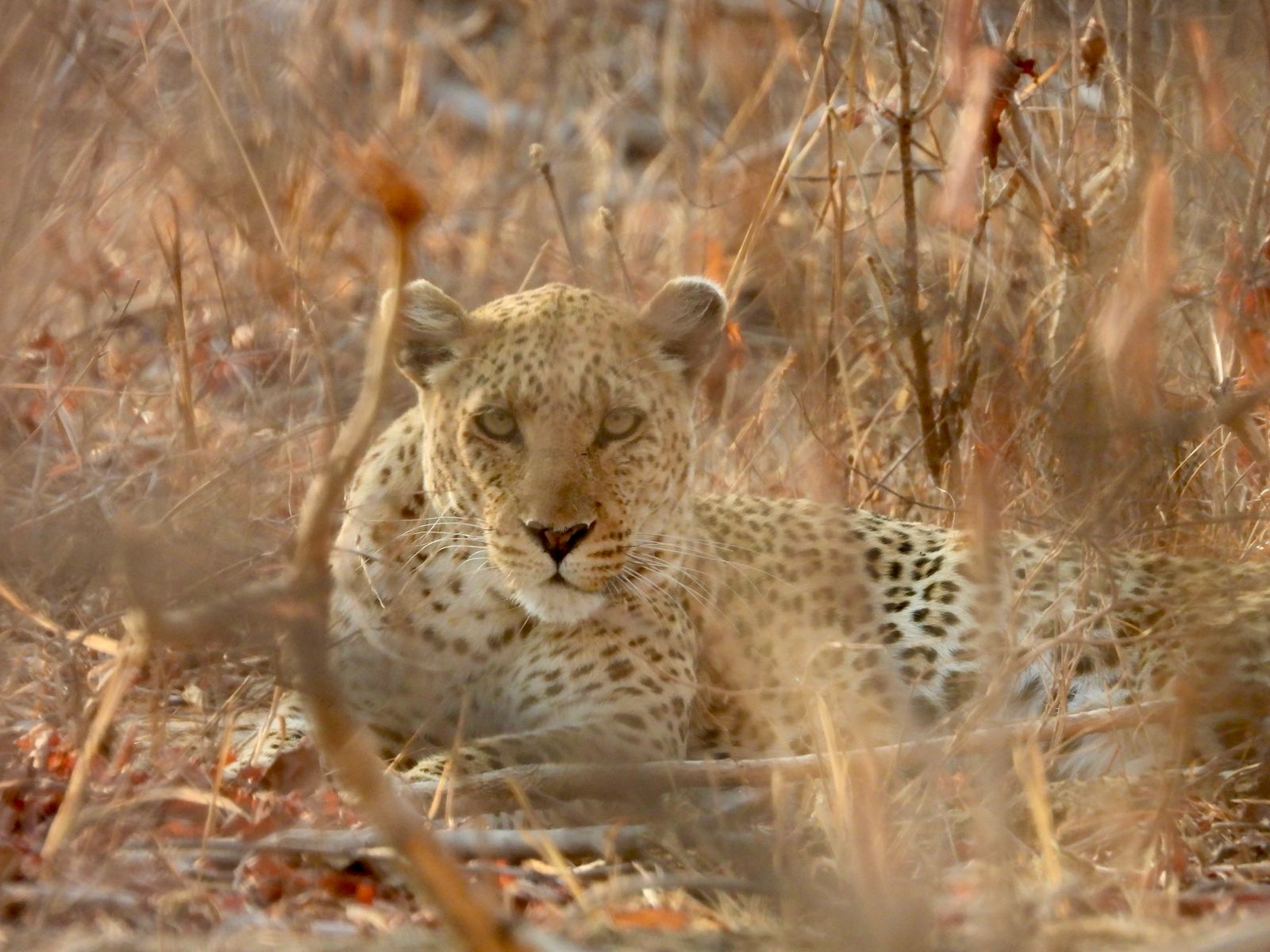 kafue national park wildlife sightings nanzhila safaris 27