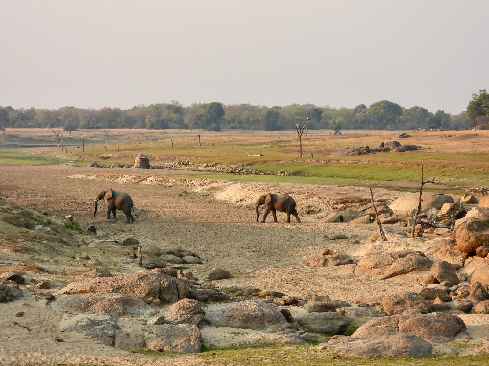 kafue national park wildlife sightings nanzhila safaris 32