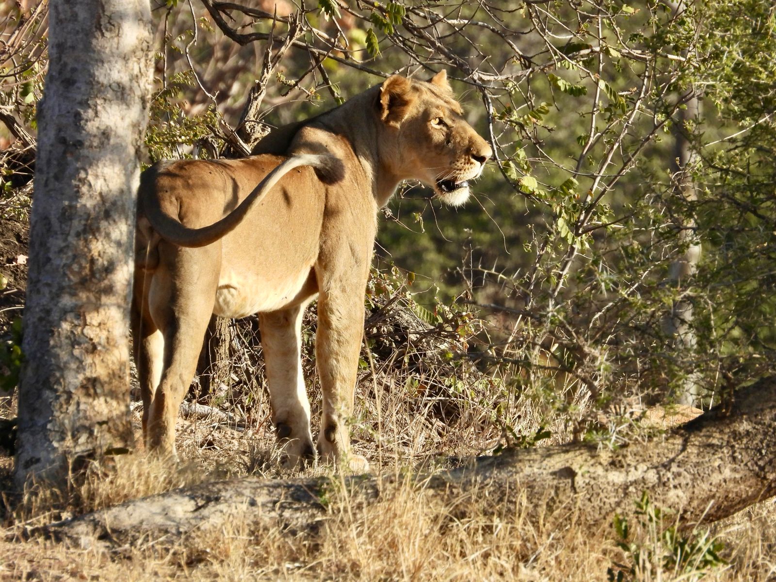 kafue national park wildlife sightings nanzhila safaris 35