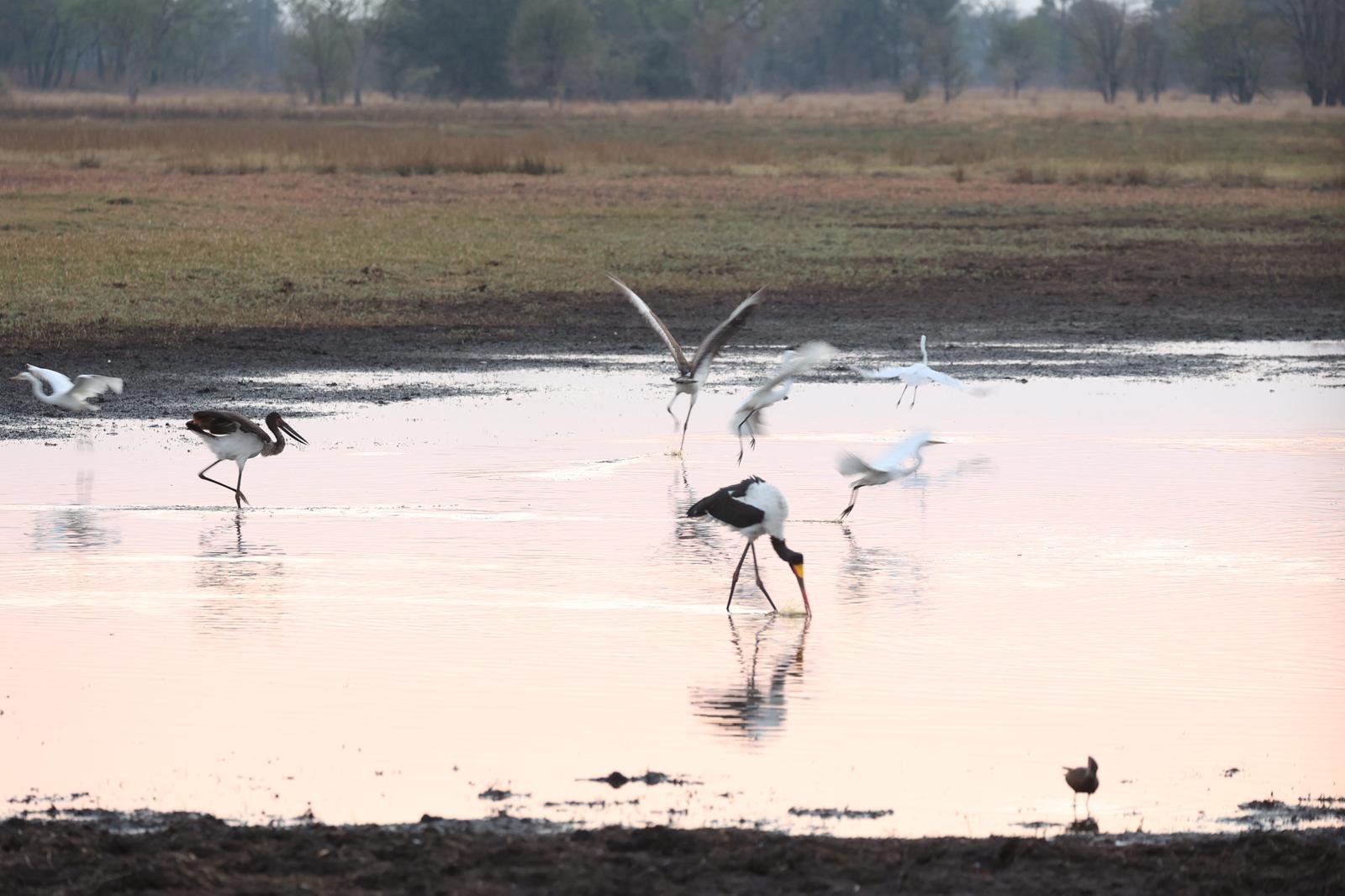 kafue national park wildlife sightings nanzhila safaris 4