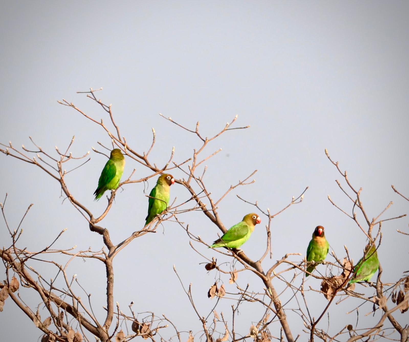 kafue national park wildlife sightings nanzhila safaris 5