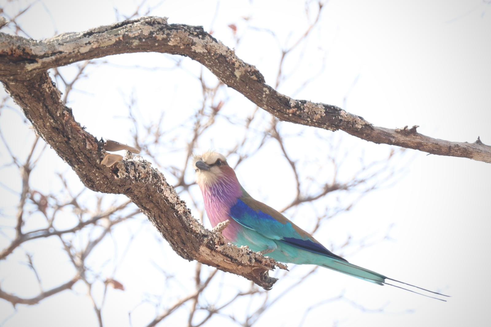 kafue national park wildlife sightings nanzhila safaris 6