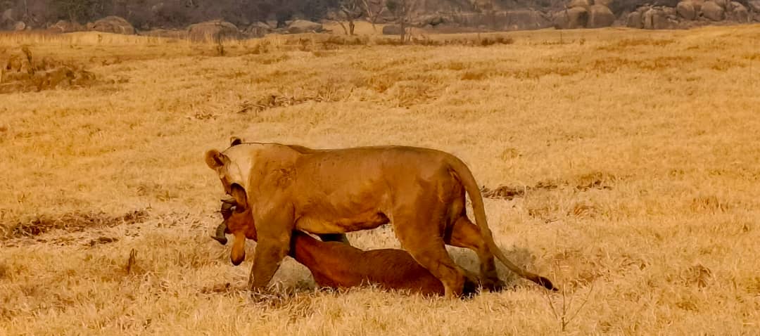 kafue national park wildlife sightings nanzhila safaris lion kill