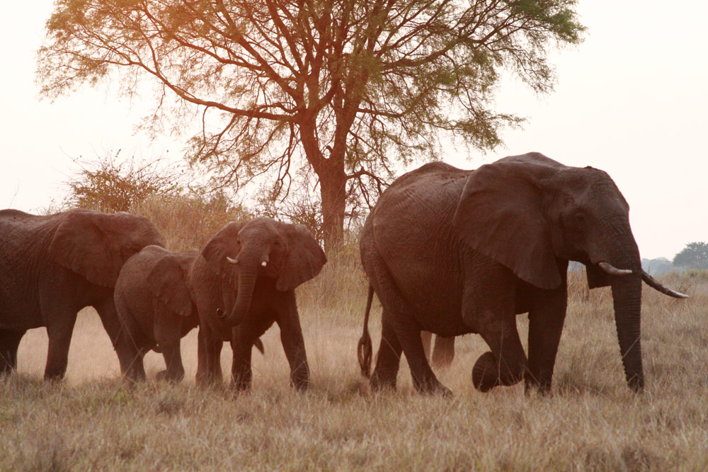 kasonso-busanga-elephants-2(1)