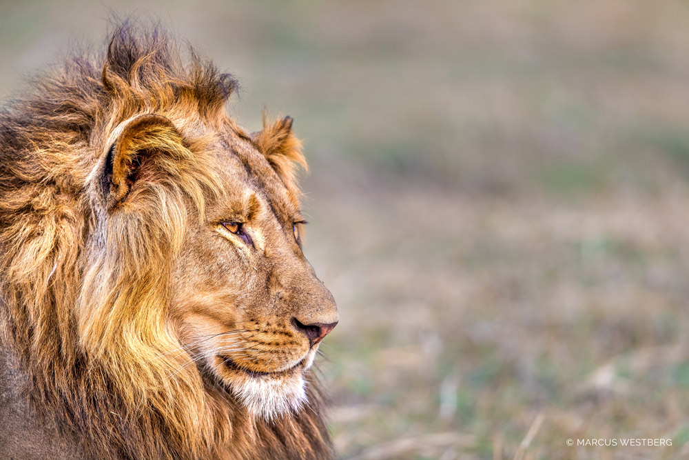 kasonso-busanga-lion-close-up(1)