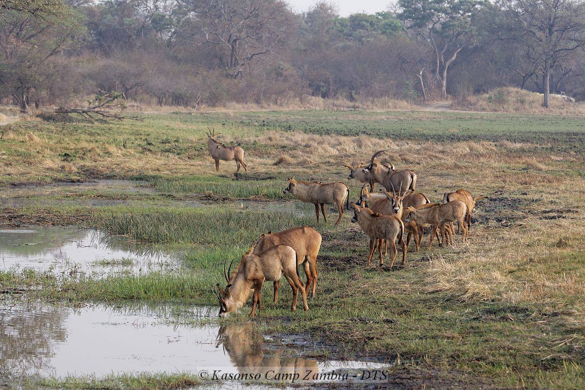kasonso busanga plains roan dambo(1)