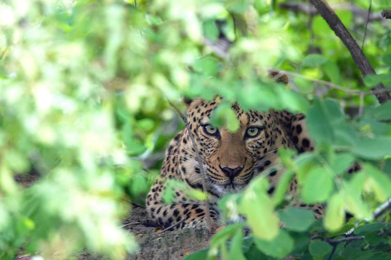 nanzhila safaris kafue national park game viewing predators 20