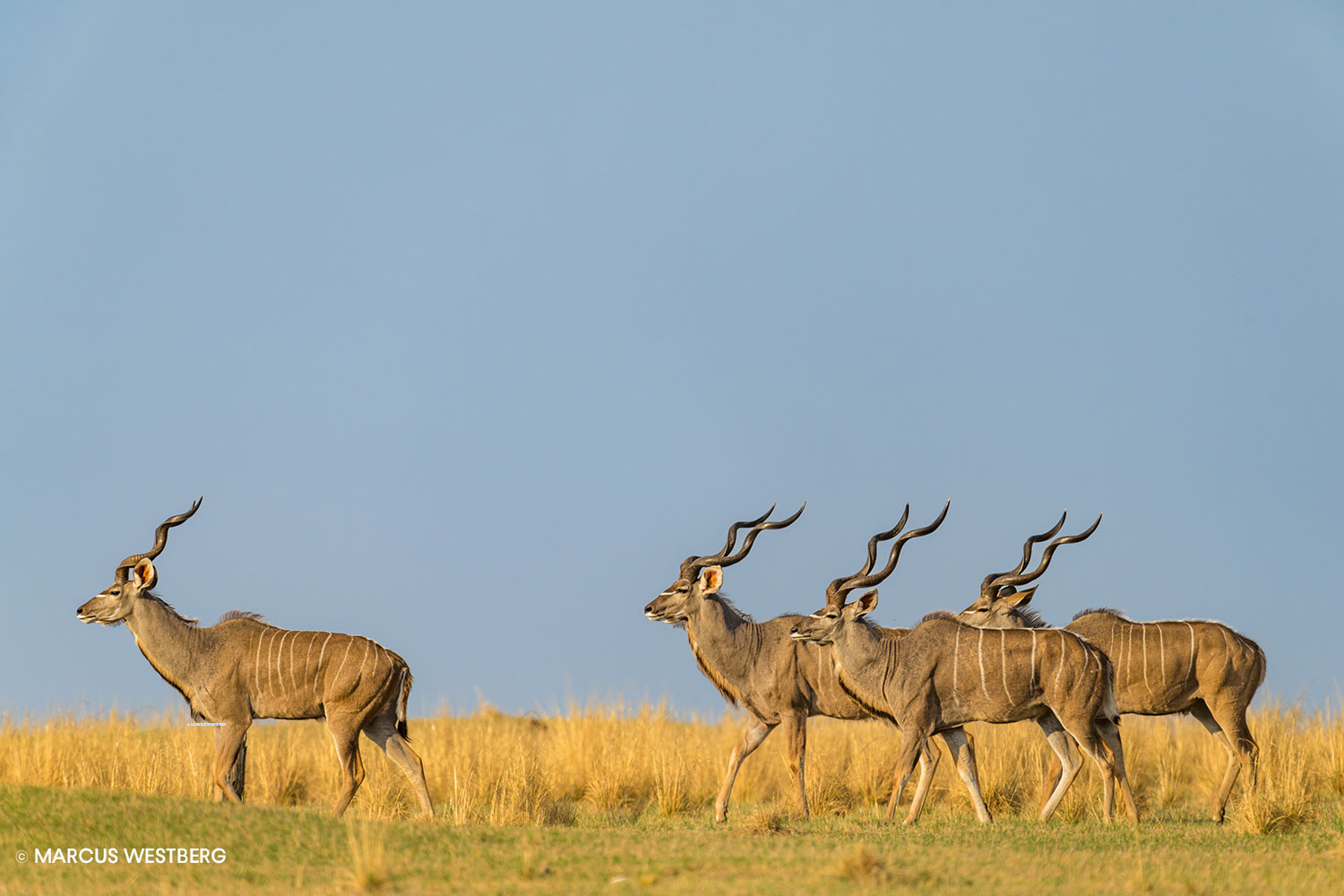 11-Marcus-Westberg-Lake-Itezhi-itezhi-Kafue-National-Park
