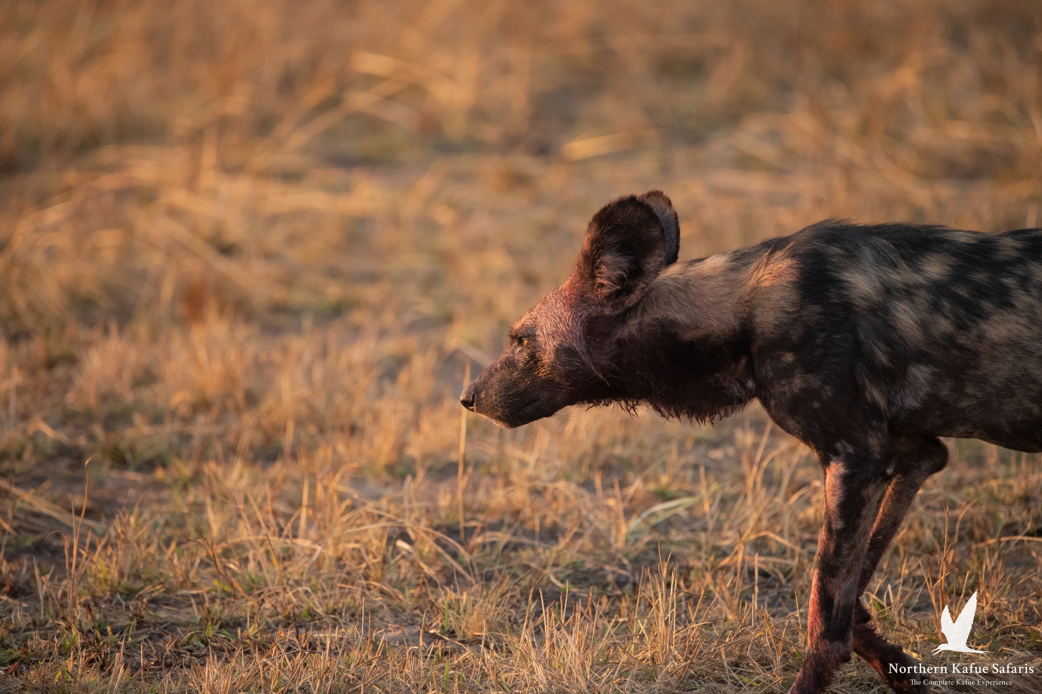 Kasonso Busanga- wilddog
