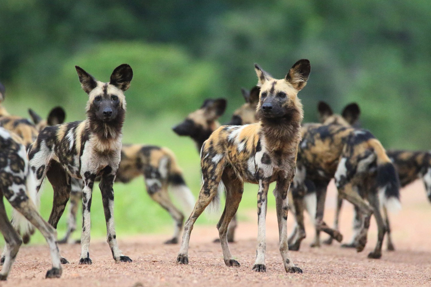 Nanzhila_Lake_Camp-kafue-national-park-wilddogs