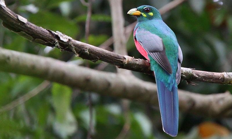 Narina-Trogon-800x480