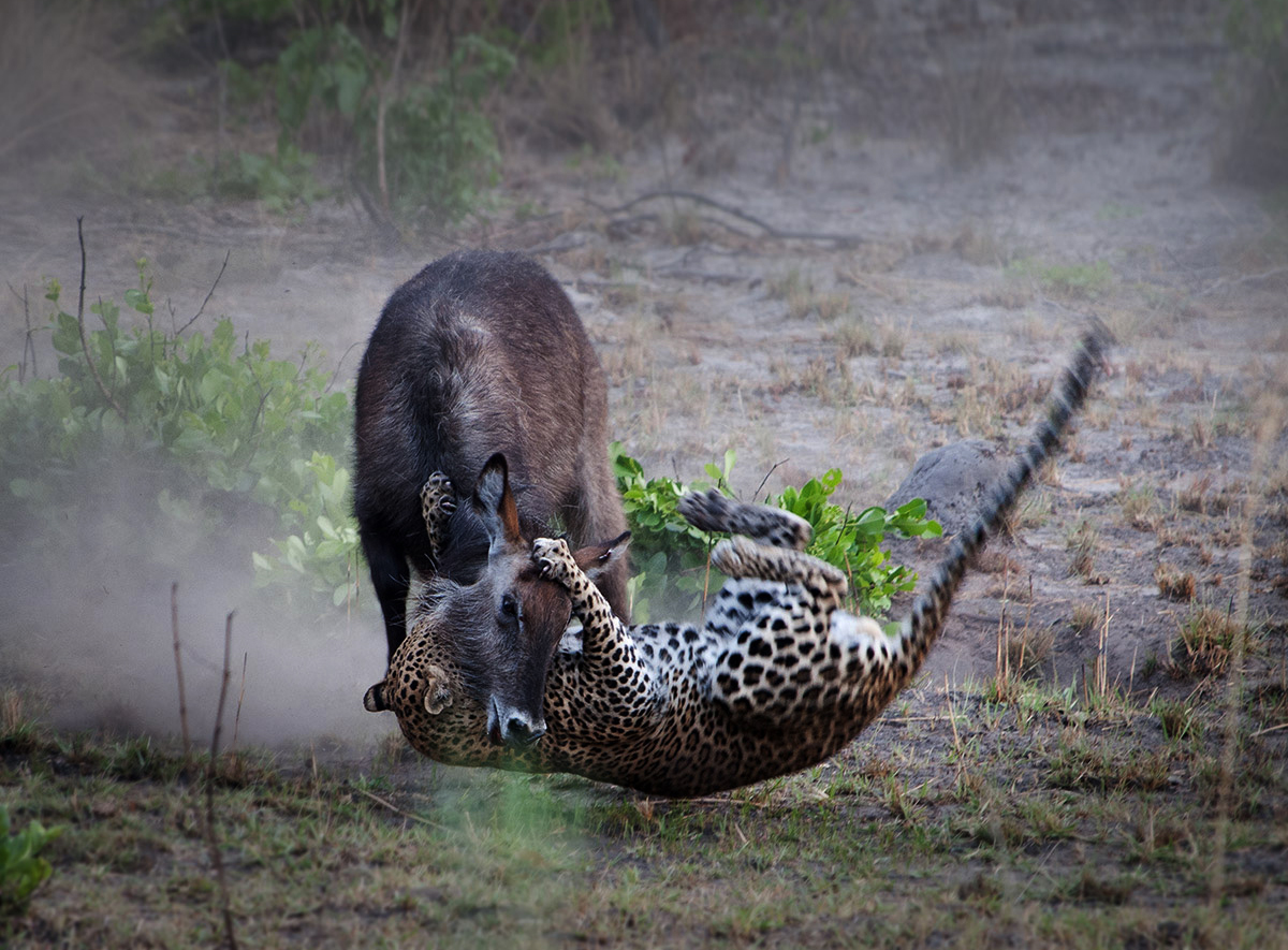 Philippe Kress-nanzhila plains-leopard attack